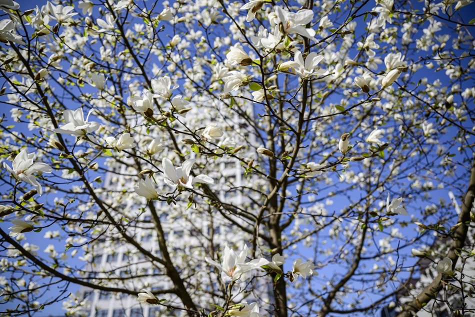 Wiosna przy skrzyżowaniu Piotrkowskiej z Zamenhofa. Rozkwitła biała magnolia