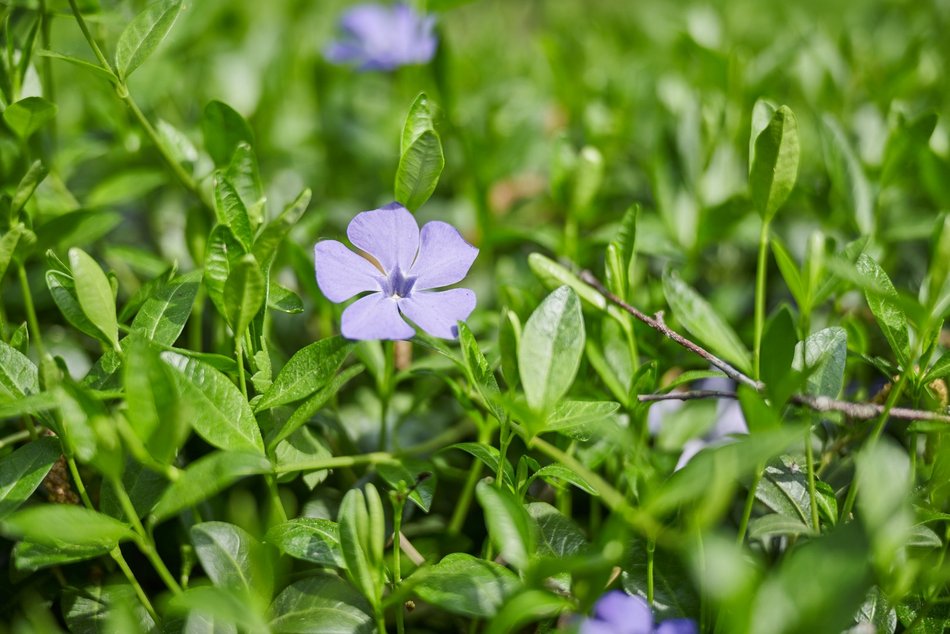 Ogród Botaniczny w Łodzi