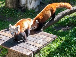 Dzień pandy małej w Orientarium Zoo Łódź