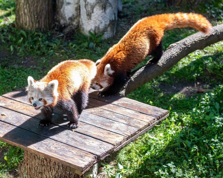 Dzień pandy małej w Orientarium Zoo Łódź