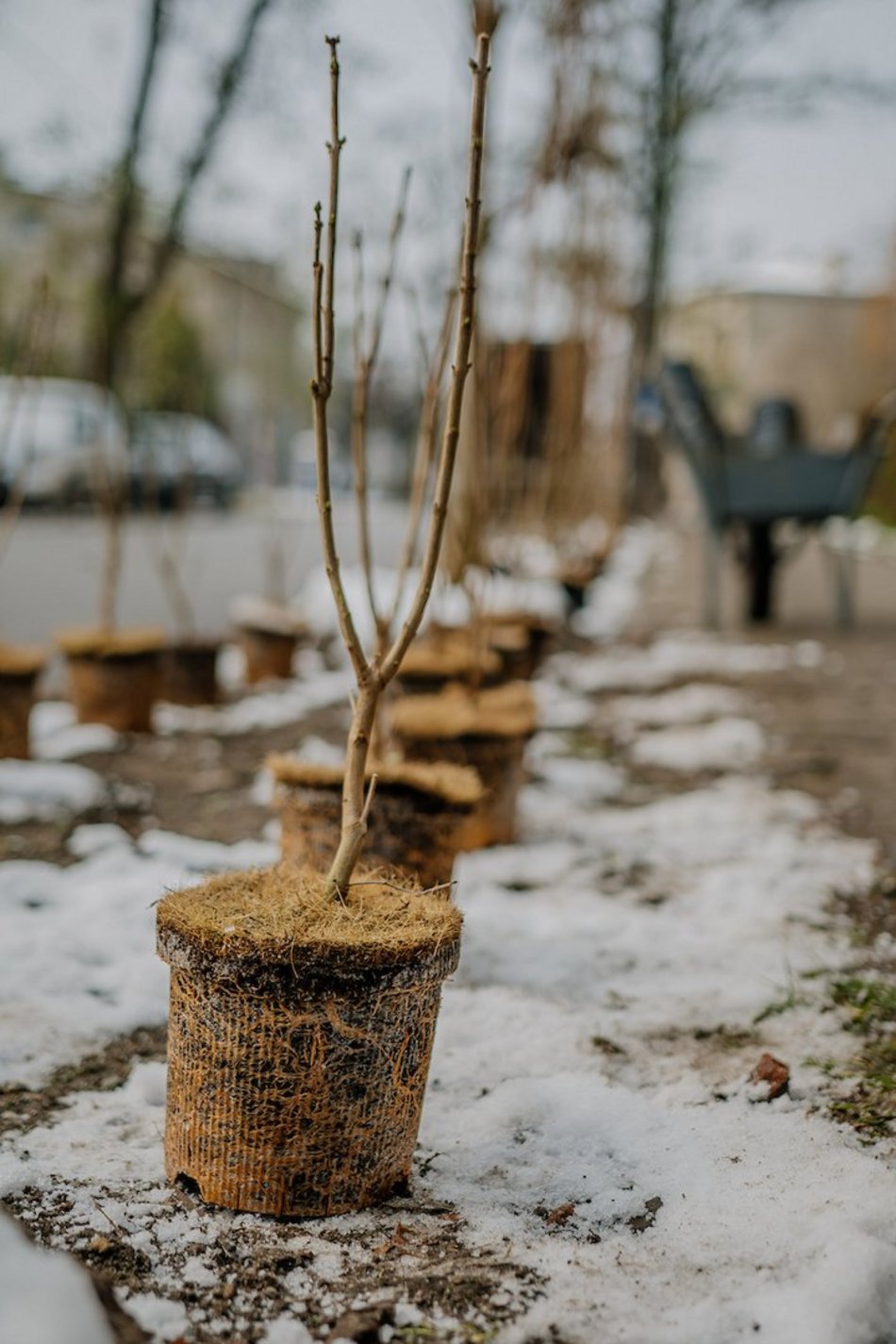 Łódź. Jeszcze więcej zieleni w mieście z ŁBO