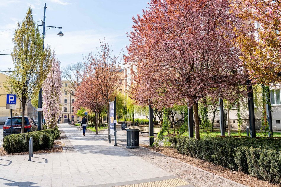 Łódź. Najpiękniejszy skwer? Kiedyś zaniedbany trawnik, dzisiaj kwitnący ogród