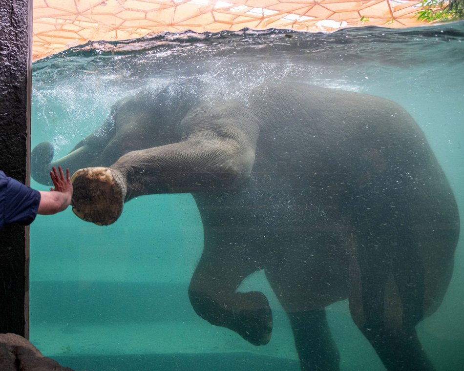 Nowatorskie projekty w skali Europy? Tylko w Orientarium Zoo Łódź!