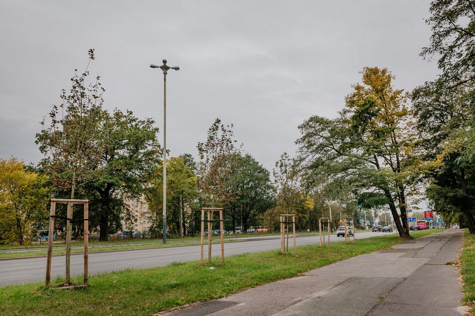 Drzewa przy ul. Aleksandrowskiej