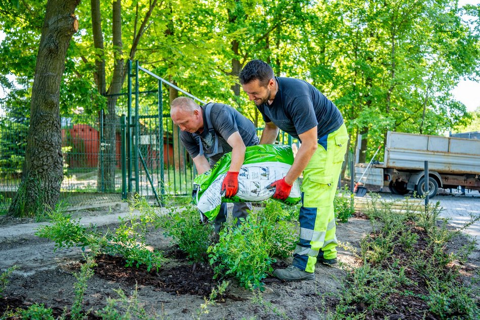 Łódź. Kolejne zielone punkty w Łodzi. Ponad 100 sztuk róż i irg przy Krańcowej