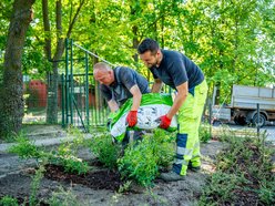 Łódź. Kolejne zielone punkty w Łodzi. Ponad 100 sztuk róż i irg przy Krańcowej