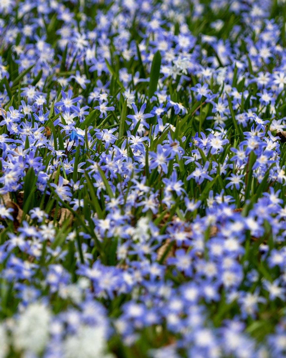 Wiosenny Ogród Botaniczny w Łodzi. Spacer wśród budzącej się do życia przyrody