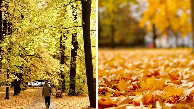 Skwer Niemczyka w Łodzi wygląda zjawiskowo. Jesienne barwy nadają mu uroku [ZDJĘCIA]