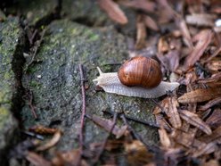 Ogród Botaniczny w Łodzi