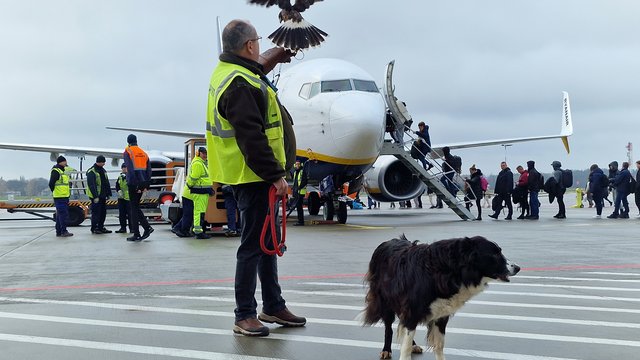 Czym na lotnisku w Łodzi zajmuje się sokolnik? Bez niego mogłoby być niebezpiecznie! [ZDJĘCIA]