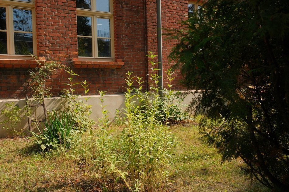 Łódź. Dom Dziennego Pobytu w Łodzi czeka zielona metamorfoza