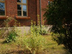 Łódź. Dom Dziennego Pobytu w Łodzi czeka zielona metamorfoza