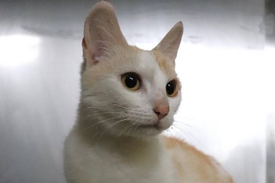 Łódź. Kitek i Kicia czekają na nowy dom w schronisku w Łodzi. Przygarniesz podwójne szczęście?