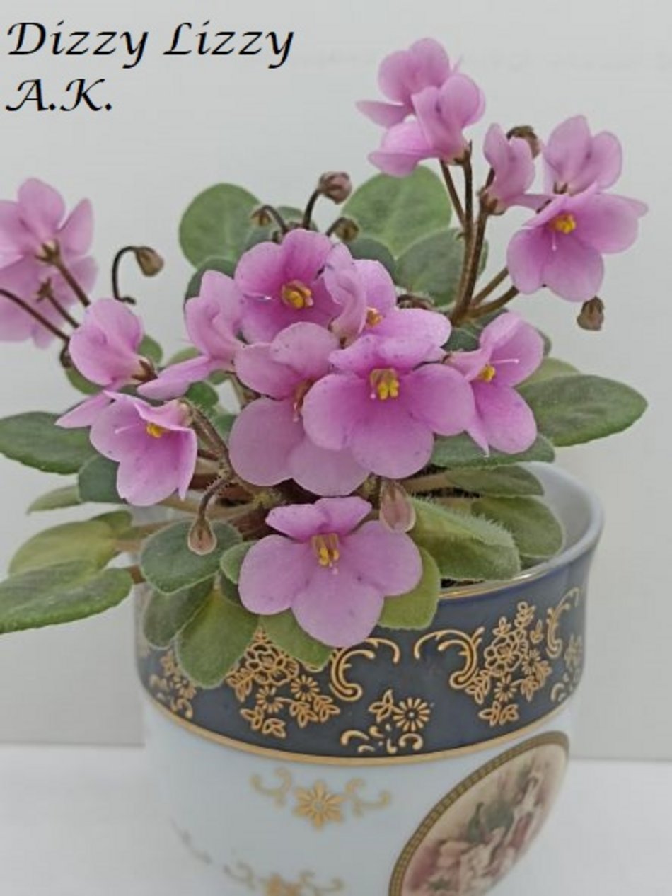 Łódź. Ponad 400 odmian fiołków afrykańskich. Niezwykła pasja Agnieszki Kunickiej-Kakietek