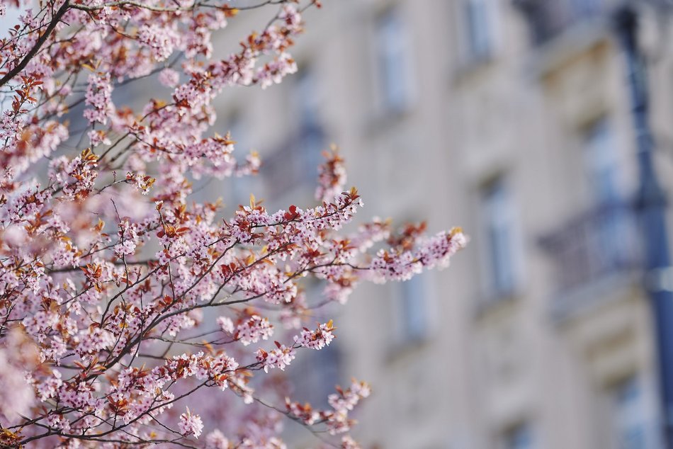 Łódź. Na skrzyżowaniu Kilińskiego i Narutowicza niczym w Japonii. Różowe drzewa przykuwają wzrok!