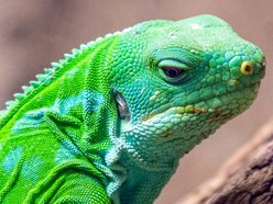 Łódź. Legwan fidżijski