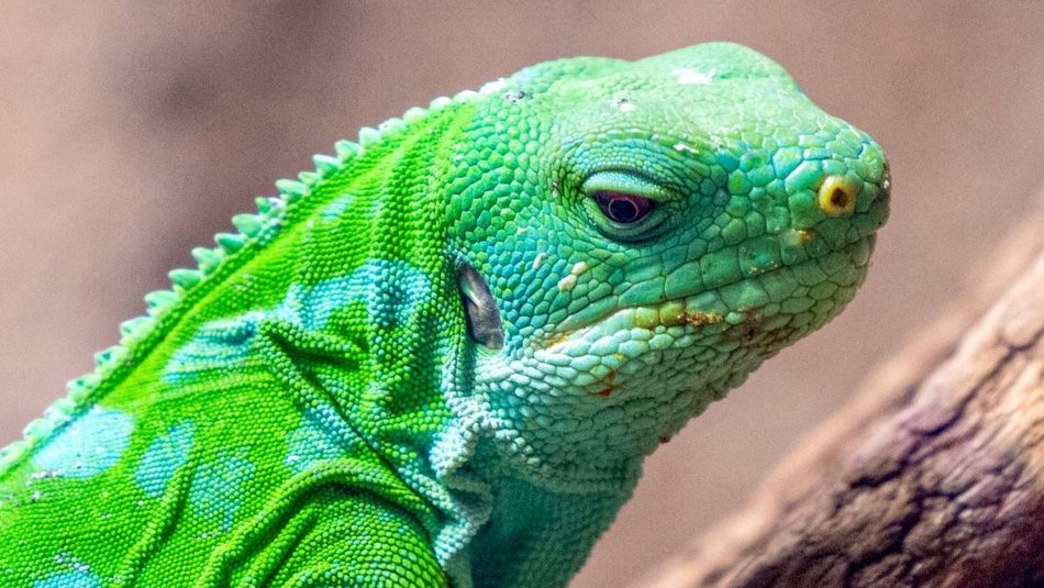 Łódź. Legwan fidżijski