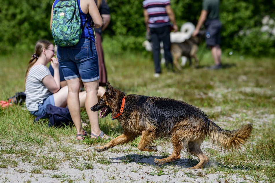 Łódź. Psiejski spacer na Uroczysku Lublinek w Łodzi. Kolejna odsłona wyjątkowej inicjatywy