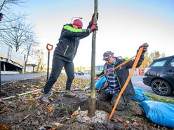 Łódź. Niemal 100 nowych drzew na Retkini w Łodzi. Już cieszą oczy mieszkańców