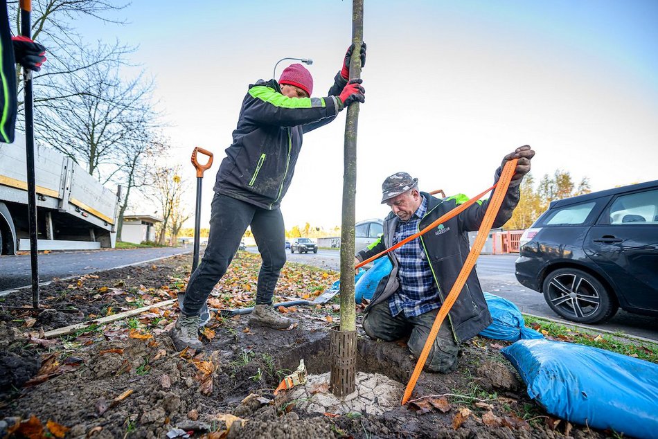 Łódź. Niemal 100 nowych drzew na Retkini w Łodzi. Już cieszą oczy mieszkańców