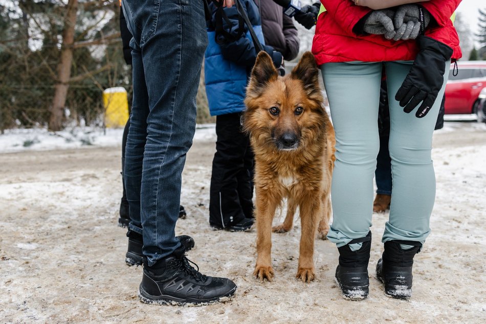 Łódź. Psy ze schroniska w Łodzi znów na spacerze! Dla tych wesołych pyszczków aż chce się chodzić!