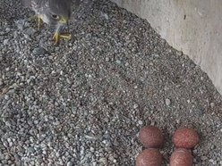 Hej, sokoły!! Para ptaków wędrownych złożyła jaja na kominie EC3! Zajrzyj im do gniazda!