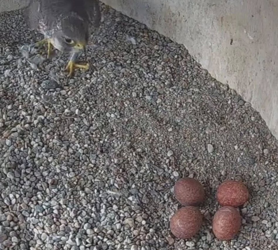 Hej, sokoły!! Para ptaków wędrownych złożyła jaja na kominie EC3! Zajrzyj im do gniazda!