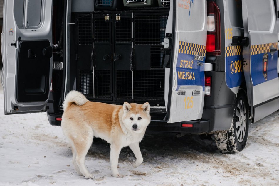 Łódź. Straż Miejska świętuje WOŚP 2026 w Łodzi! Jazda konna, gry i zabawy przy Wycieczkowej
