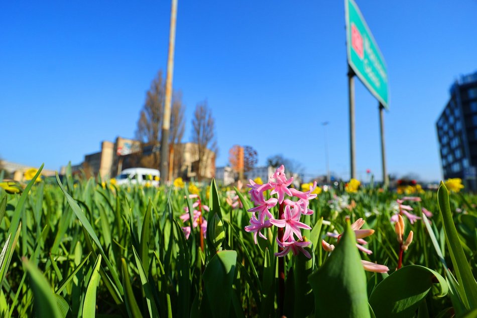 Żonkile opanowały rondo Solidarności w Łodzi. Zwróć na nie uwagę, kiedy stoisz na światłach