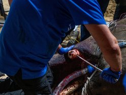 Sensacyjne wieści z Orientarium Zoo Łódź! Operacja słonia indyjskiego udana!