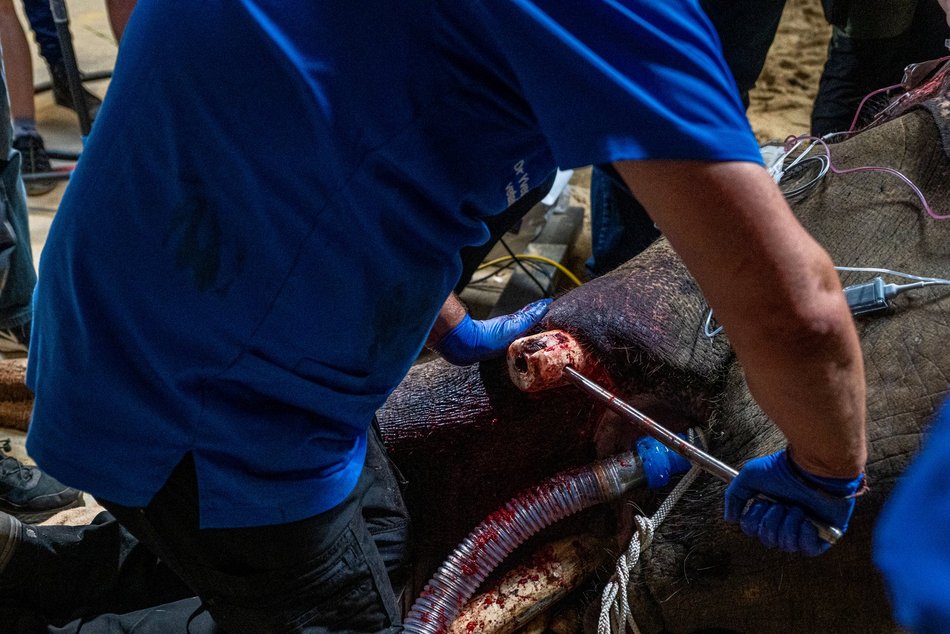 Sensacyjne wieści z Orientarium Zoo Łódź! Operacja słonia indyjskiego udana!