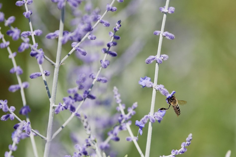 Kwiatowa łąka na ul. Kopcińskiego w Łodzi