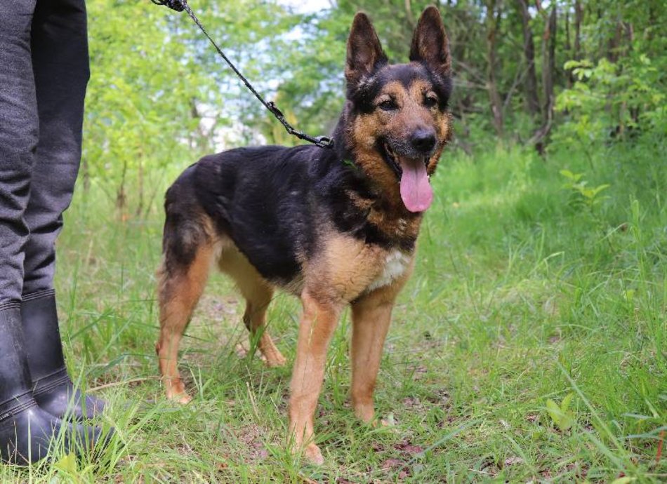 Lila czeka na dom w schronisku w Łodzi. Przygarniesz ją do siebie?