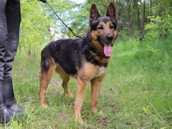 Lila czeka na dom w schronisku w Łodzi. Przygarniesz ją do siebie?