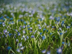 Łódź. Niebieska wiosna w Parku Klepacza w Łodzi. Te cebulice zachwycą każdego!