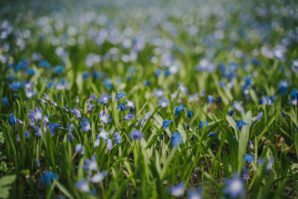 Łódź. Niebieska wiosna w Parku Klepacza w Łodzi. Te cebulice zachwycą każdego!