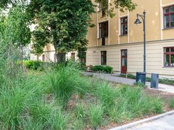 Wracamy na Mielczarskiego w Łodzi po remoncie. Ulica zachwyca zielenią i... spokojem!