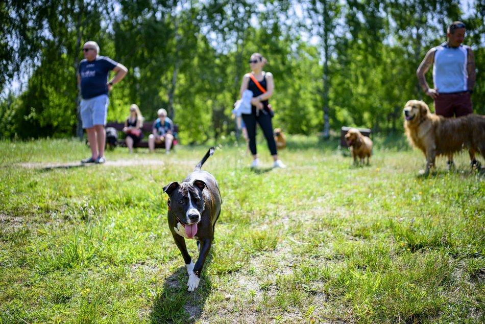 Łódź. Psiejski spacer na Uroczysku Lublinek w Łodzi. Kolejna odsłona wyjątkowej inicjatywy