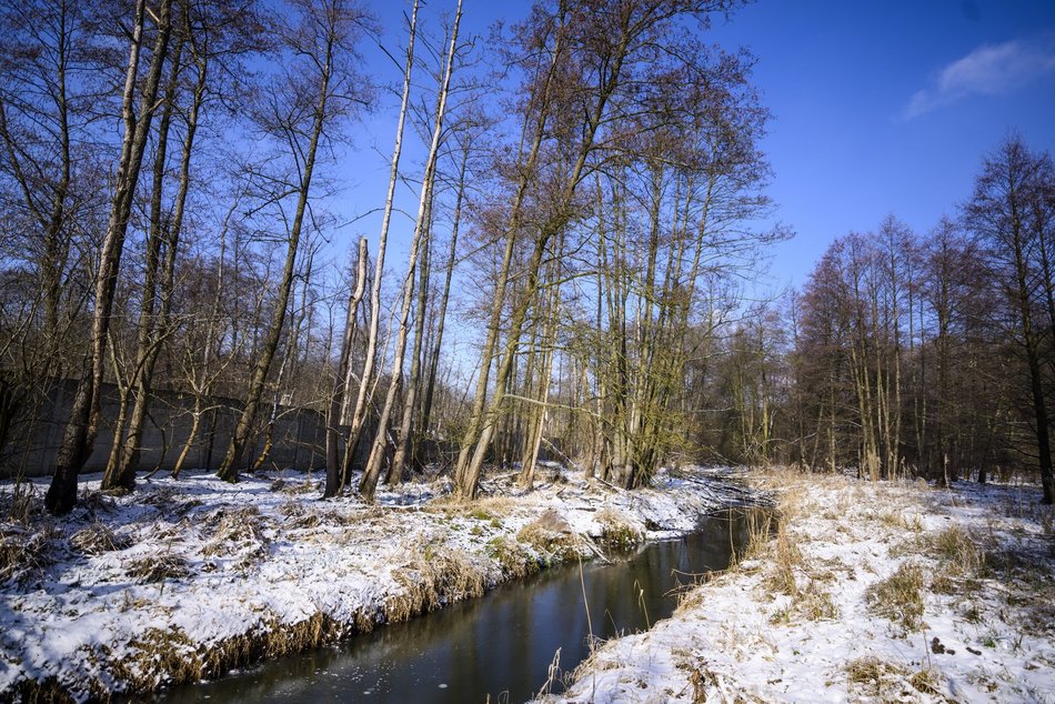 Łódź. Rzeka Sokołówka w Łodzi to siedlisko niezwykłych zwierząt. Grasują tu bobry i pływają wydry!