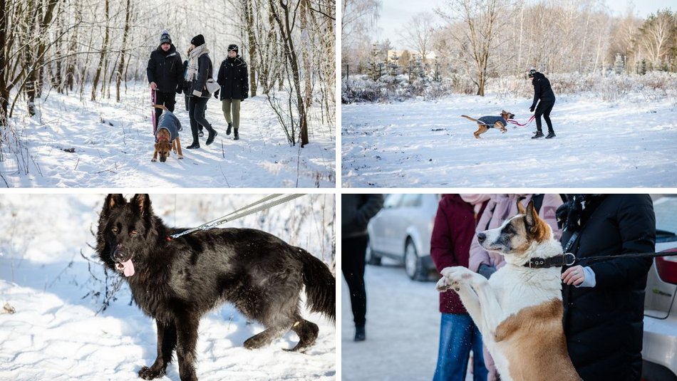 Łódź. Psy ze schroniska w Łodzi na spacerze