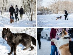 Łódź. Psy ze schroniska w Łodzi na spacerze