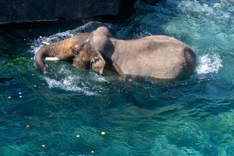 Łódź. Tego jeszcze nie było! Kąpiele słoni w Orientarium Zoo Łódź na wybiegu zewnętrznym!