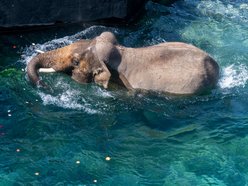 Łódź. Tego jeszcze nie było! Kąpiele słoni w Orientarium Zoo Łódź na wybiegu zewnętrznym!