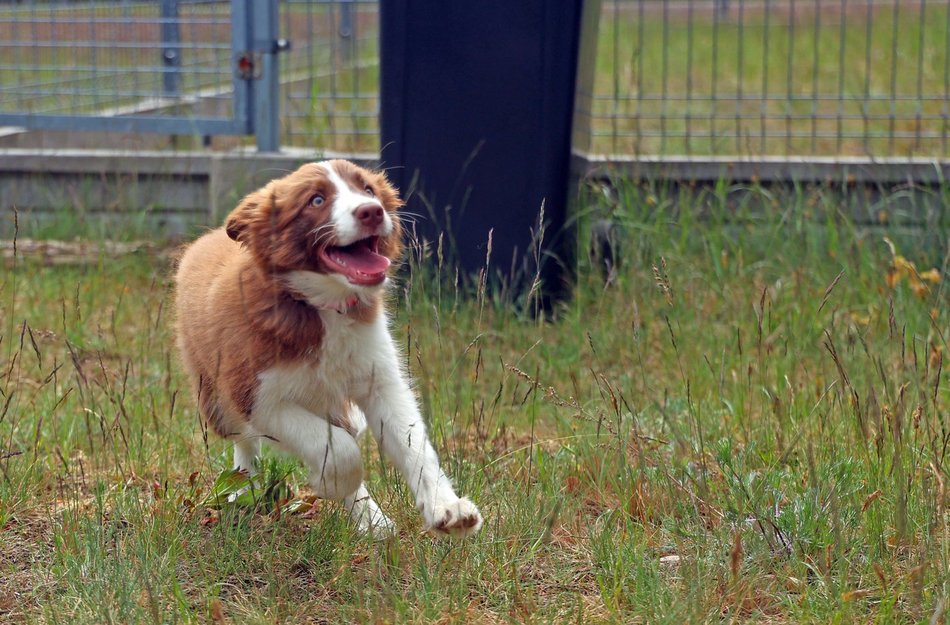 Uwierzysz, że to pracownicy lotniska w Łodzi? Psia ekipa z sokolnikiem Andrzejem Fijałkowskim na czele