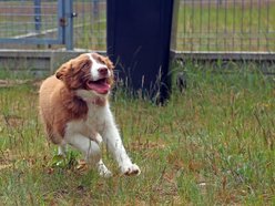 Uwierzysz, że to pracownicy lotniska w Łodzi? Psia ekipa z sokolnikiem Andrzejem Fijałkowskim na czele