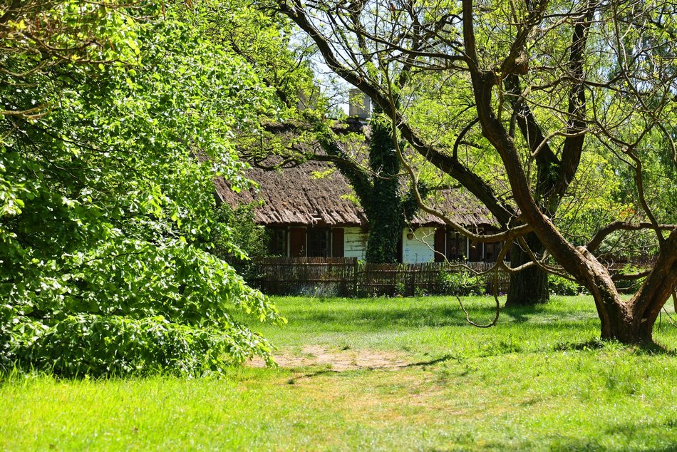Ogród Botaniczny w Łodzi. Kwitnące rośliny