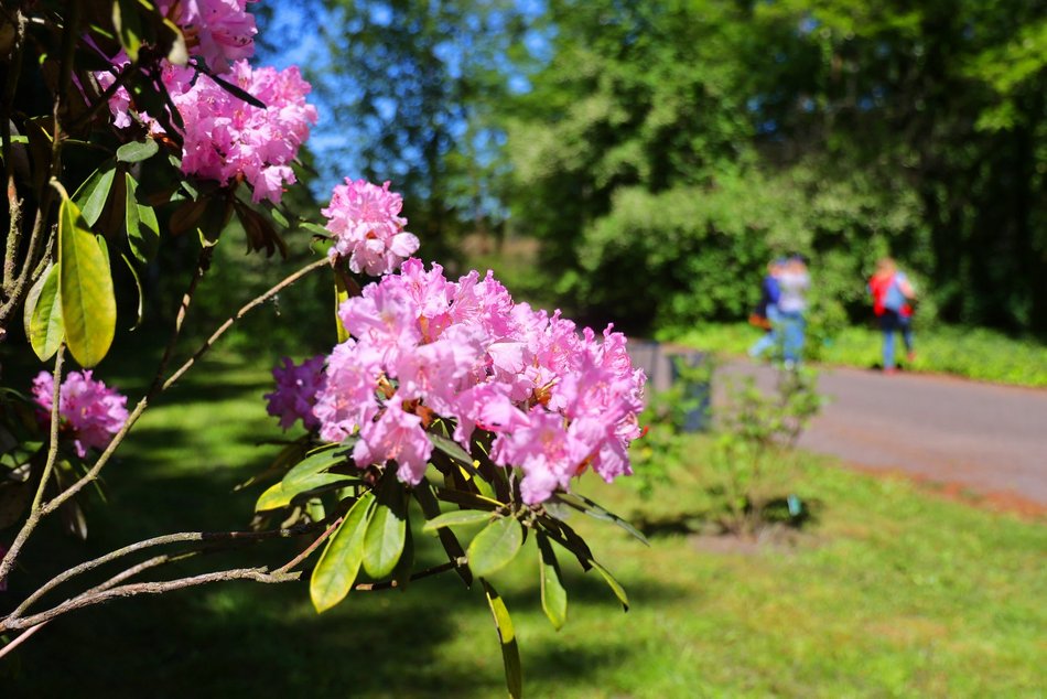 Ogród Botaniczny w Łodzi. Kwitnące rośliny