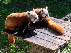 Dzień pandy małej w Orientarium Zoo Łódź