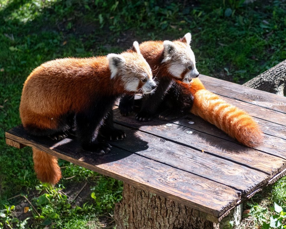 Dzień pandy małej w Orientarium Zoo Łódź