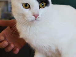 Tosia szuka swojego ktosia. Kotka czeka cierpliwie w schronisku w Łodzi